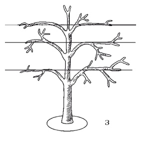 Иллюстрация к книге — Все об обрезке и прививке деревьев и кустарников [Autogen_eBook_id58.jpg]