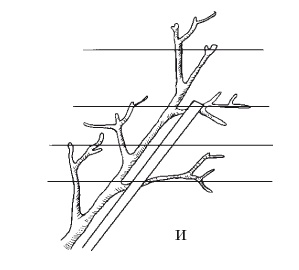 Иллюстрация к книге — Все об обрезке и прививке деревьев и кустарников [Autogen_eBook_id59.jpg]
