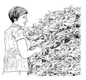 Иллюстрация к книге — Все об обрезке и прививке деревьев и кустарников [Autogen_eBook_id6.jpg]