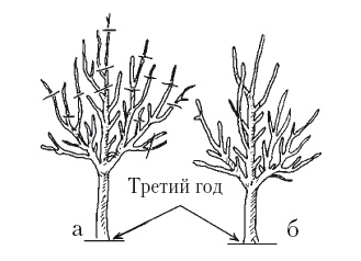 Иллюстрация к книге — Все об обрезке и прививке деревьев и кустарников [Autogen_eBook_id62.jpg]