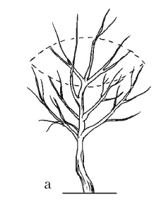 Иллюстрация к книге — Все об обрезке и прививке деревьев и кустарников [Autogen_eBook_id64.jpg]