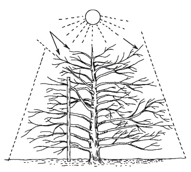 Иллюстрация к книге — Все об обрезке и прививке деревьев и кустарников [Autogen_eBook_id68.jpg]