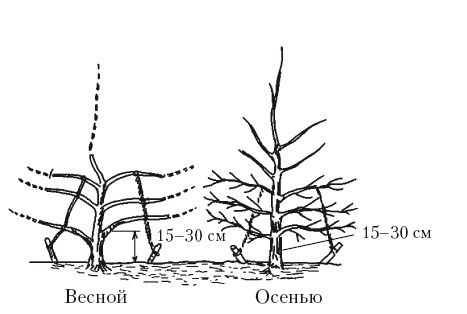 Иллюстрация к книге — Все об обрезке и прививке деревьев и кустарников [Autogen_eBook_id70.jpg]