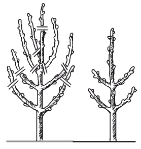 Иллюстрация к книге — Все об обрезке и прививке деревьев и кустарников [Autogen_eBook_id75.jpg]