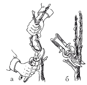 Иллюстрация к книге — Все об обрезке и прививке деревьев и кустарников [Autogen_eBook_id81.jpg]