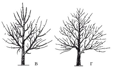 Иллюстрация к книге — Все об обрезке и прививке деревьев и кустарников [Autogen_eBook_id84.jpg]