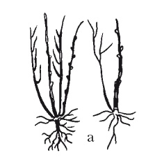 Иллюстрация к книге — Все об обрезке и прививке деревьев и кустарников [Autogen_eBook_id85.jpg]