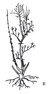 Иллюстрация к книге — Все об обрезке и прививке деревьев и кустарников [Autogen_eBook_id87.jpg]