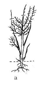 Иллюстрация к книге — Все об обрезке и прививке деревьев и кустарников [Autogen_eBook_id88.jpg]