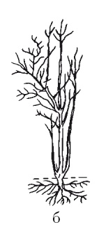 Иллюстрация к книге — Все об обрезке и прививке деревьев и кустарников [Autogen_eBook_id89.jpg]