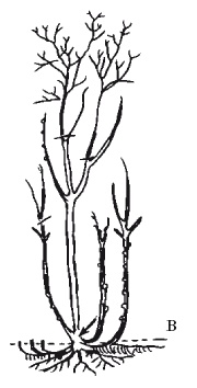 Иллюстрация к книге — Все об обрезке и прививке деревьев и кустарников [Autogen_eBook_id90.jpg]