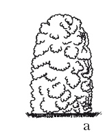 Иллюстрация к книге — Все об обрезке и прививке деревьев и кустарников [Autogen_eBook_id91.jpg]