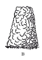 Иллюстрация к книге — Все об обрезке и прививке деревьев и кустарников [Autogen_eBook_id93.jpg]