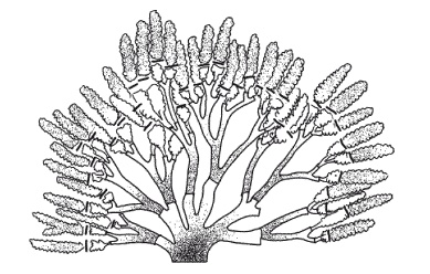 Иллюстрация к книге — Все об обрезке и прививке деревьев и кустарников [Autogen_eBook_id99.jpg]