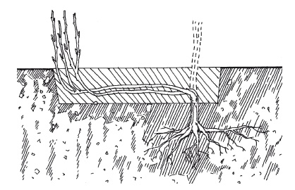Иллюстрация к книге — Выращивание винограда [Autogen_eBook_id13.jpg]
