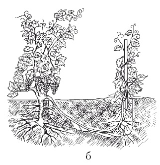 Иллюстрация к книге — Выращивание винограда [Autogen_eBook_id15.jpg]