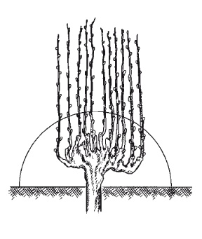 Иллюстрация к книге — Выращивание винограда [Autogen_eBook_id17.jpg]
