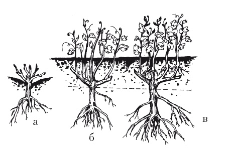 Иллюстрация к книге — Выращивание винограда [Autogen_eBook_id18.jpg]