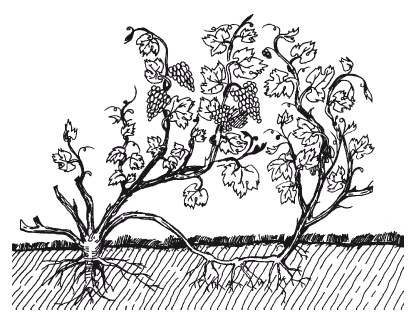 Иллюстрация к книге — Выращивание винограда [Autogen_eBook_id19.jpg]