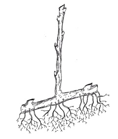 Иллюстрация к книге — Выращивание винограда [Autogen_eBook_id20.jpg]