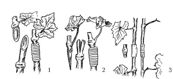 Иллюстрация к книге — Выращивание винограда [Autogen_eBook_id22.jpg]
