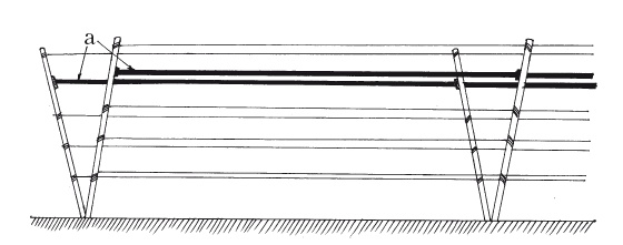 Иллюстрация к книге — Выращивание винограда [Autogen_eBook_id31.jpg]