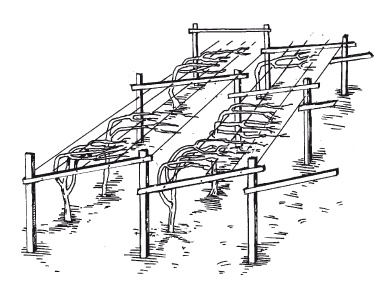 Иллюстрация к книге — Выращивание винограда [Autogen_eBook_id34.jpg]