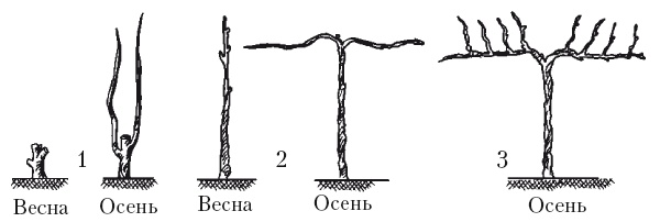 Иллюстрация к книге — Выращивание винограда [Autogen_eBook_id38.jpg]