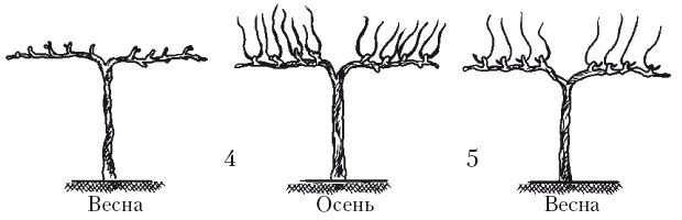 Иллюстрация к книге — Выращивание винограда [Autogen_eBook_id39.jpg]