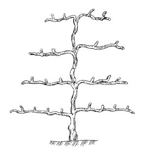 Иллюстрация к книге — Выращивание винограда [Autogen_eBook_id44.jpg]