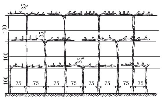 Иллюстрация к книге — Выращивание винограда [Autogen_eBook_id45.jpg]