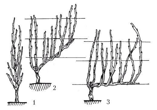 Иллюстрация к книге — Выращивание винограда [Autogen_eBook_id46.jpg]