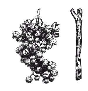 Иллюстрация к книге — Выращивание винограда [Autogen_eBook_id49.jpg]