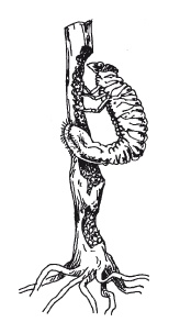 Иллюстрация к книге — Выращивание винограда [Autogen_eBook_id55.jpg]