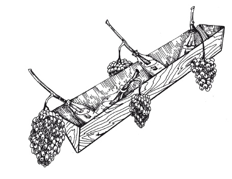Иллюстрация к книге — Выращивание винограда [Autogen_eBook_id58.jpg]