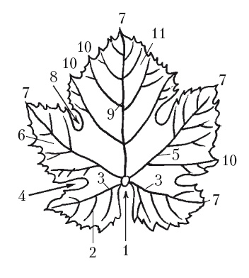 Иллюстрация к книге — Выращивание винограда [Autogen_eBook_id6.jpg]