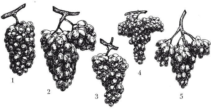 Иллюстрация к книге — Выращивание винограда [Autogen_eBook_id9.jpg]