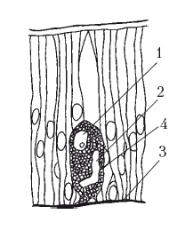 Иллюстрация к книге — Дождевые черви для повышения урожая [Autogen_eBook_id16.jpg]