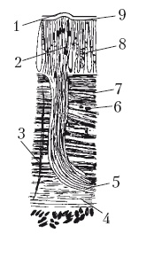 Иллюстрация к книге — Дождевые черви для повышения урожая [Autogen_eBook_id18.jpg]