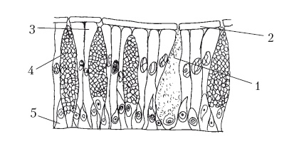 Иллюстрация к книге — Дождевые черви для повышения урожая [Autogen_eBook_id21.jpg]