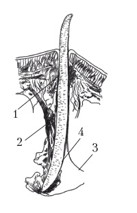 Иллюстрация к книге — Дождевые черви для повышения урожая [Autogen_eBook_id23.jpg]