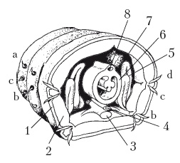 Иллюстрация к книге — Дождевые черви для повышения урожая [Autogen_eBook_id24.jpg]