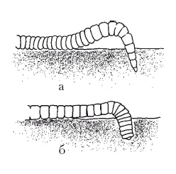 Иллюстрация к книге — Дождевые черви для повышения урожая [Autogen_eBook_id25.jpg]