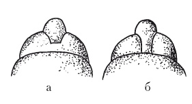 Иллюстрация к книге — Дождевые черви для повышения урожая [Autogen_eBook_id3.jpg]
