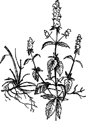 Иллюстрация к книге — Варикозное расширение вен. Лечение традиционными и нетрадиционными методами [_09.jpg]