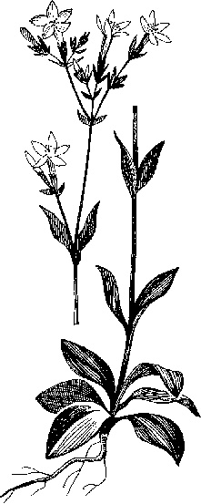 Иллюстрация к книге — Варикозное расширение вен. Лечение традиционными и нетрадиционными методами [_11.jpg]