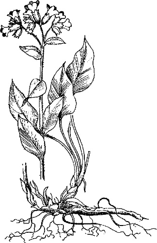 Иллюстрация к книге — Варикозное расширение вен. Лечение традиционными и нетрадиционными методами [_16.jpg]