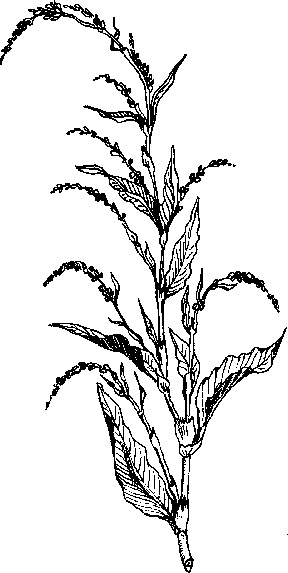 Иллюстрация к книге — Варикозное расширение вен. Лечение традиционными и нетрадиционными методами [_18.jpg]