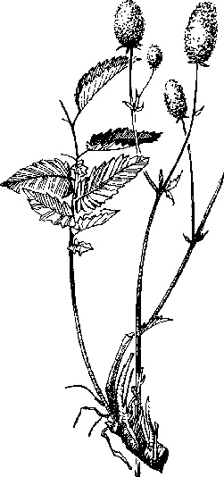 Иллюстрация к книге — Варикозное расширение вен. Лечение традиционными и нетрадиционными методами [_19.jpg]