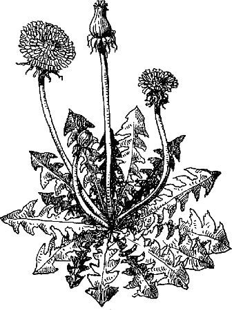 Иллюстрация к книге — Варикозное расширение вен. Лечение традиционными и нетрадиционными методами [_21.jpg]